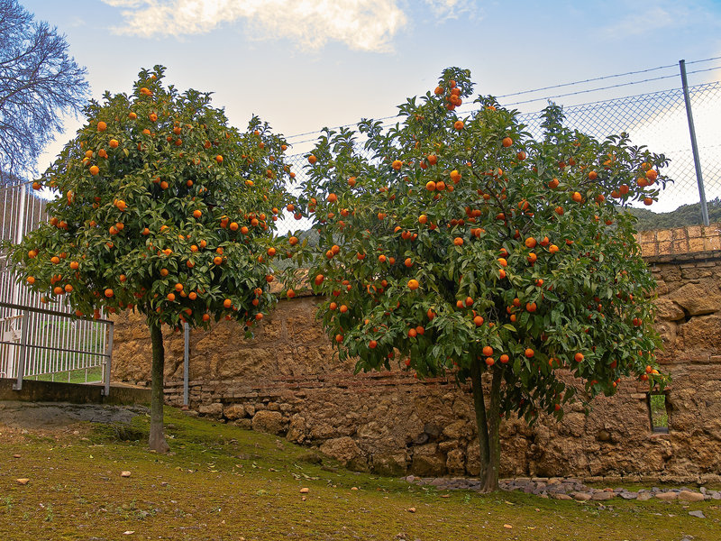 Medina Azahara